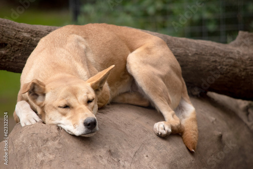 Dingos are a dog-like wolf. They have a long muzzle, erect ears and strong claws. They usually have a ginger coat and most have white markings on their feet, tail tip and chest. © susan flashman
