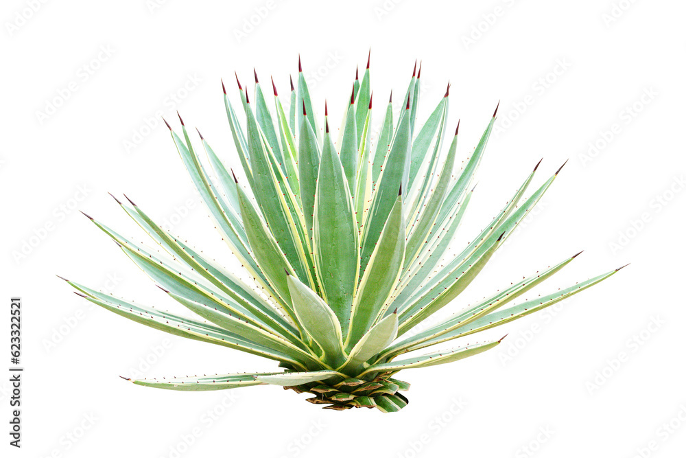 Agave s a genus of monocots isolated on cut out PNG. It belongs to the subfamily Agavoideae, family Asparagaceae. Ornamental plant has green and thorny leaves. Agave s a genus of monocots isolated on cut out PNG. It belongs to the subfamily Agavoideae, family Asparagaceae. Ornamental plant has green and thorny leaves.