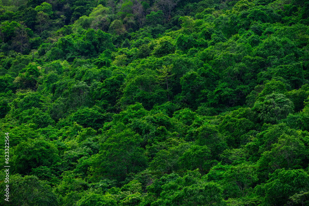 aerial view of dark green forest Abundant natural ecosystems of rainforest. Concept of nature forest preservation and reforestation. aerial view of dark green forest Abundant natural ecosystems of rainforest. Concept of nature forest preservation and reforestation.