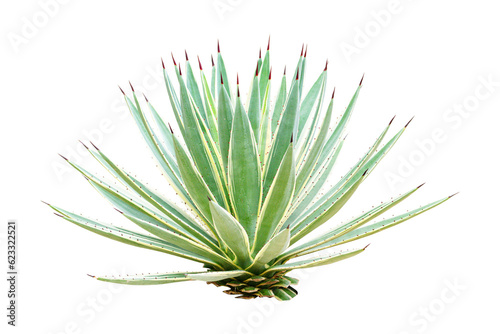 Agave s a genus of monocots isolated on cut out PNG. It belongs to the subfamily Agavoideae, family Asparagaceae. Ornamental plant has green and thorny leaves.