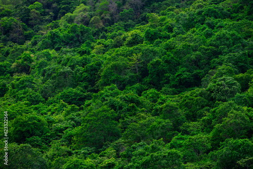 aerial view of dark green forest Abundant natural ecosystems of rainforest. Concept of nature forest preservation and reforestation. 