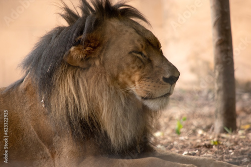 Lions have strong, compact bodies and powerful forelegs, teeth and jaws for pulling down and killing prey.