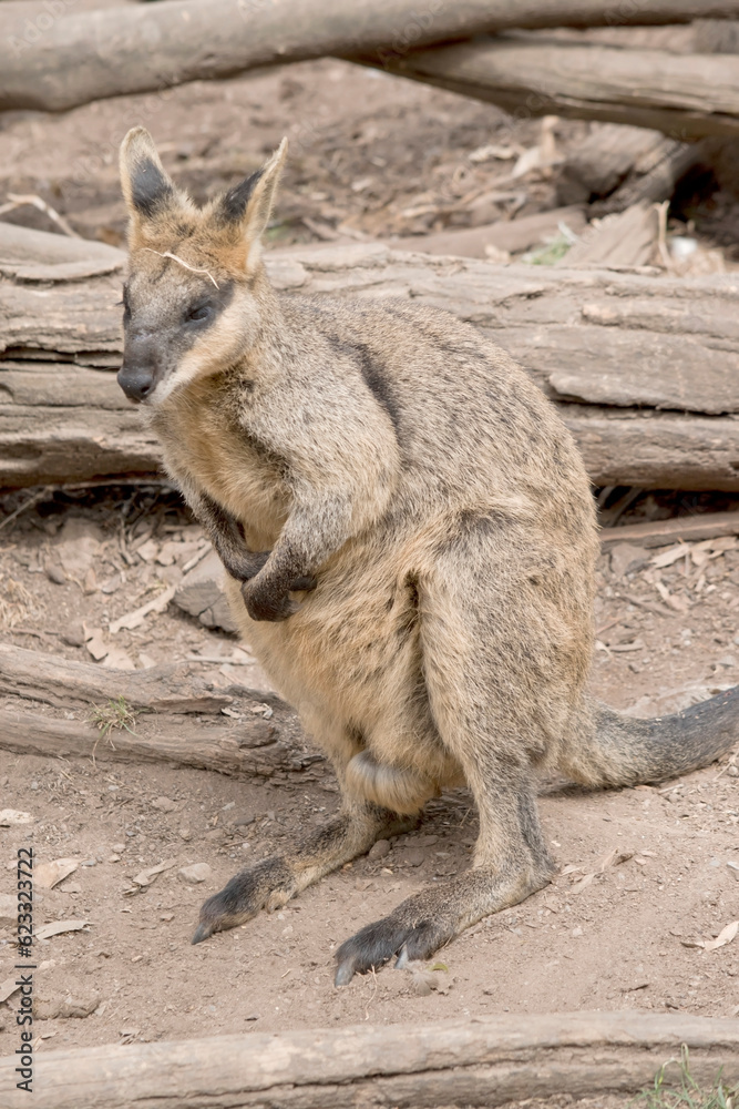 The swamp wallaby has dark brown fur, often with lighter rusty patches on the belly, chest and base of the ears. The swamp wallaby has dark brown fur, often with lighter rusty patches on the belly, chest and base of the ears.