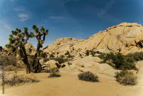 Joshua Tree Rocks
