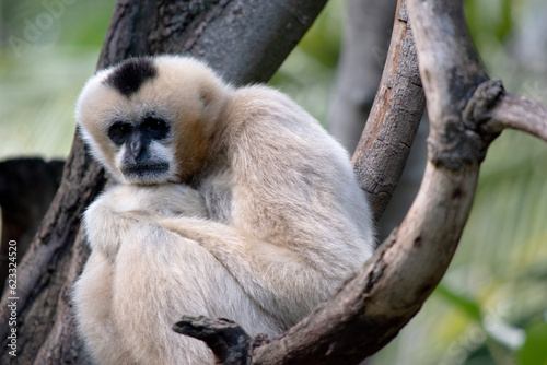 the female white cheeked gibbon is a gold color, with white cheeks and black on its head photo
