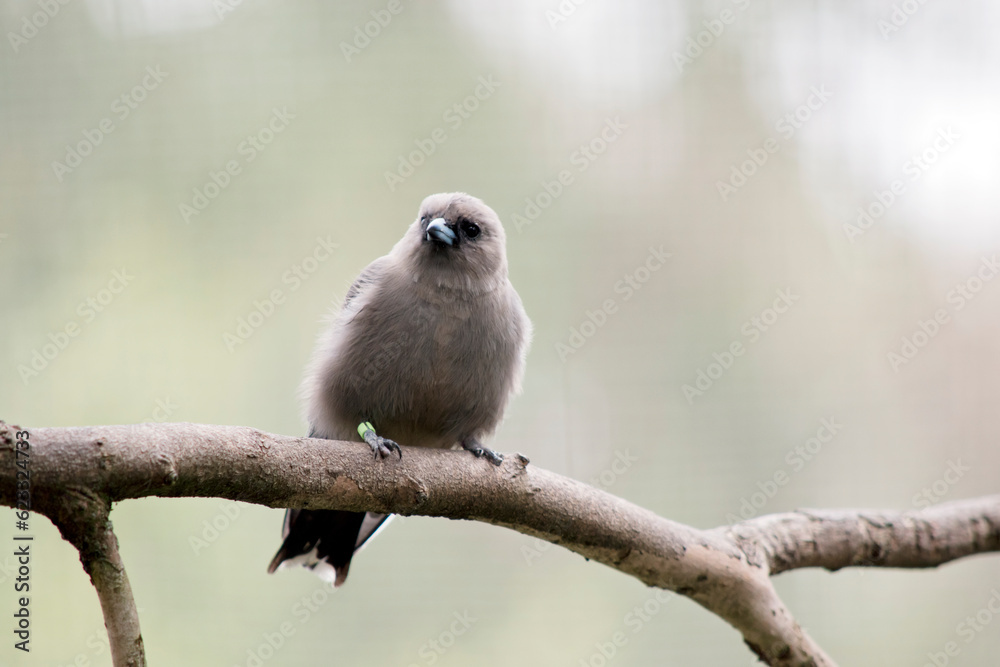 the woodswallow is perched on a tree branch