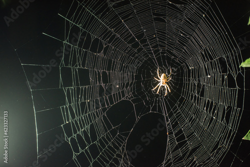 spider web