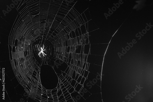 spider web