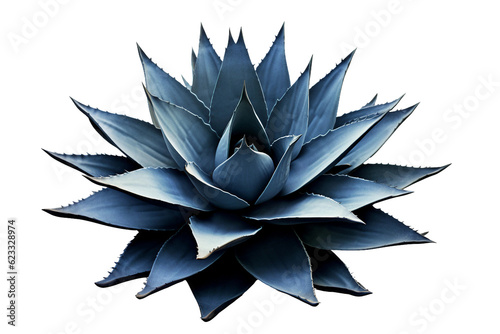 Blue agave plant. isolated object photo