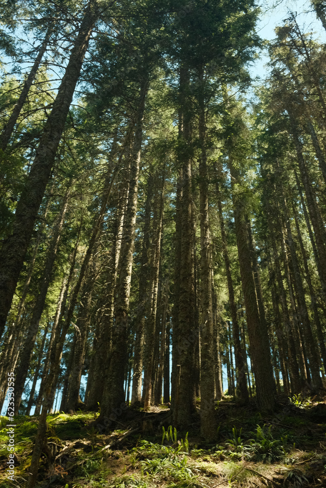 Sun's rays make their way through the crowns of trees in the autumn forest