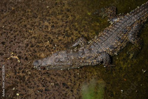Close up portrait of Nile Crocodile  Crocodylus niloticus  in a pond on a sunny summer day. Fuerteventura  Canary Islands  Spain. Selective focus  blurred background.