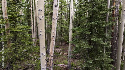 Aspen Pine Forest Stabilized POV