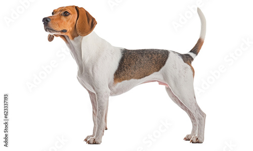 Fotografie, Obraz jack russell terrier HD 8K wallpaper Stock Photographic Image
