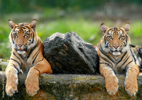 Two big tigers in the wild.