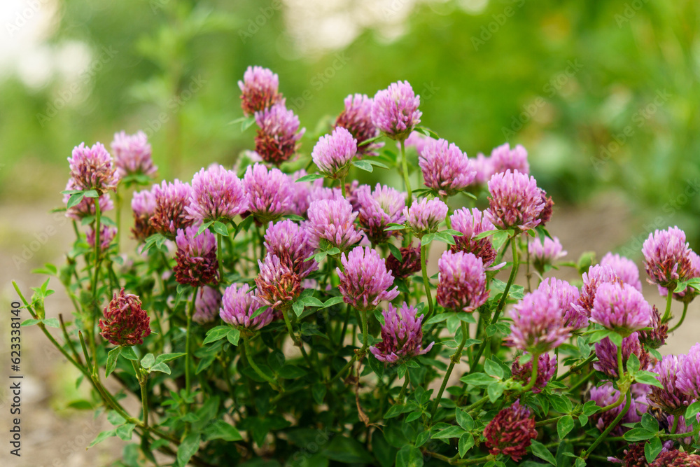 Flowers of violet clover Trifolium repens.The plant is edible, medicinal. Grown as a fodder plant. Selective focus Flowers of violet clover Trifolium repens.The plant is edible, medicinal. Grown as a fodder plant. Selective focus