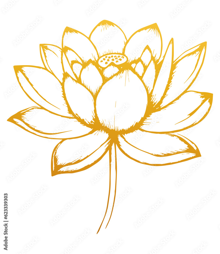Hand drawn lotus flower . Sketch of lotus flower with leaves and stem