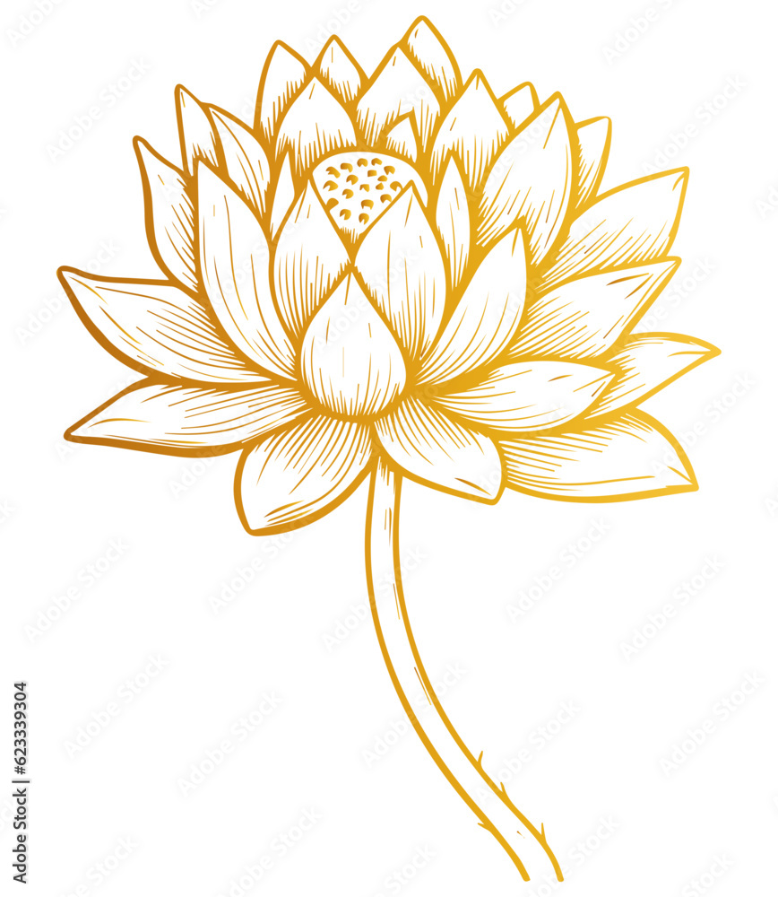 Hand drawn lotus flower . Sketch of lotus flower with leaves and stem . golden vintage etching vector botanical isolated on transparent. Illustration of botany floral plant, PNG and SVG Hand drawn lotus flower . Sketch of lotus flower with leaves and stem . golden vintage etching vector botanical isolated on transparent. Illustration of botany floral plant, PNG and SVG