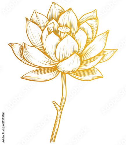 Hand drawn lotus flower . Sketch of lotus flower with leaves and stem . golden vintage etching vector botanical isolated on transparent. Illustration of botany floral plant, PNG and SVG