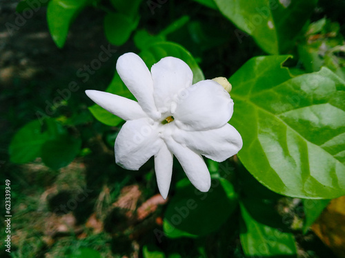 Jasmine flower bloom in the garden