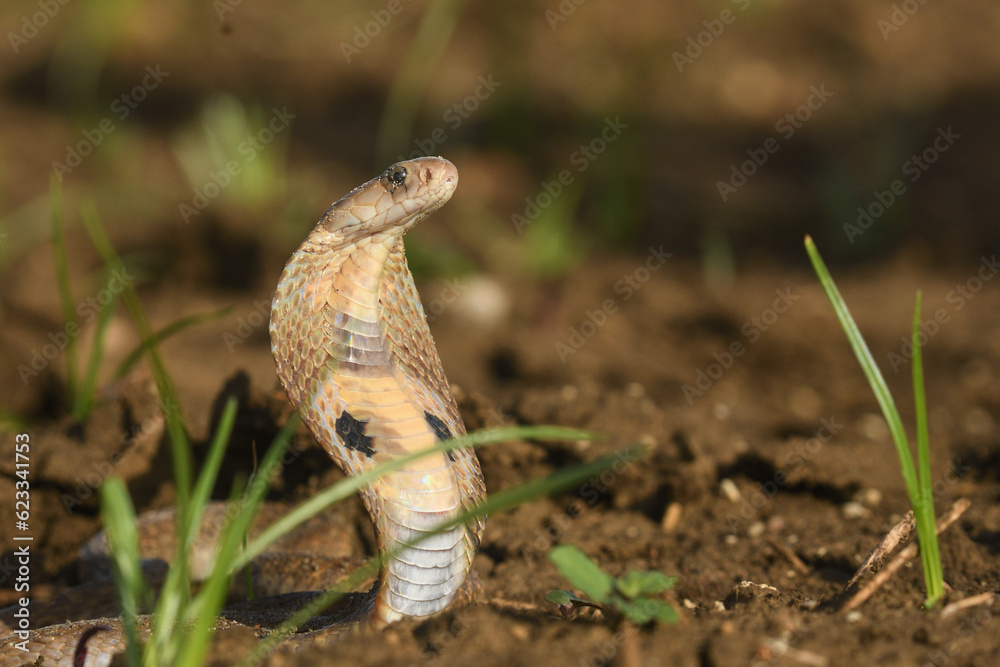 Fototapeta premium Naja Naja(spectacle cobra). snake in the grass