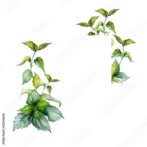 Frame of nettle stem herbal plant watercolor illustration isolated on white background. Urtica dioica, green leaves, useful herb hand drawn. Design for label, package, postcard photo