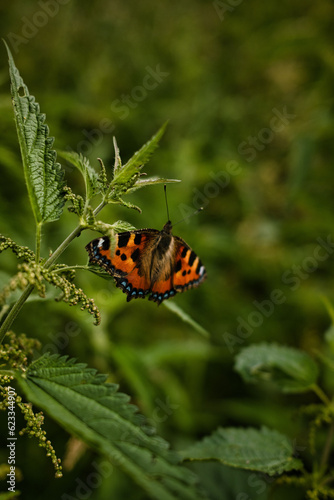 Small tortoiseshell on a plant leaf in Neander valley, near Mettmann town, Germany, vertical shot photo