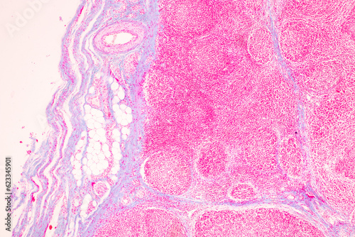 Showing Light micrograph of the Trachea, Thymus, Parathyroid gland and Tonsil human under the microscope for education in the laboratory.