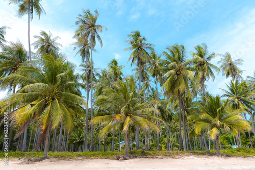 A line of palm trees standing tall along the golden beach 