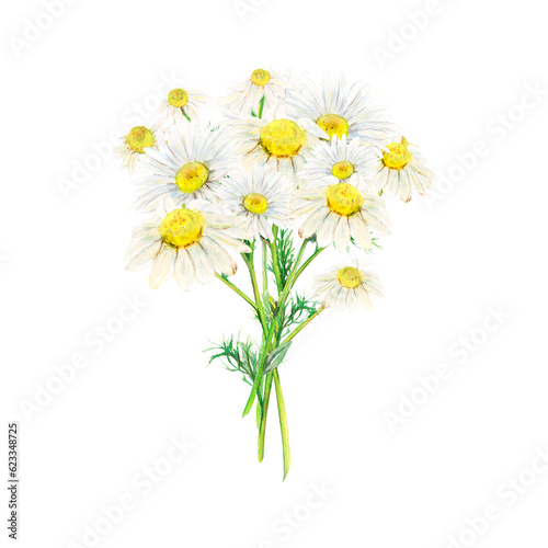 Field camomile bouquet hand-drawn. Watercolor floral illustration of delicate flowers isolated on white background. Meadow wildflower scillfully painted for textile printing, logo, postcards, designs