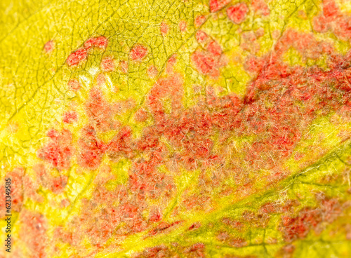 Disease on a green peach leaf. Macro