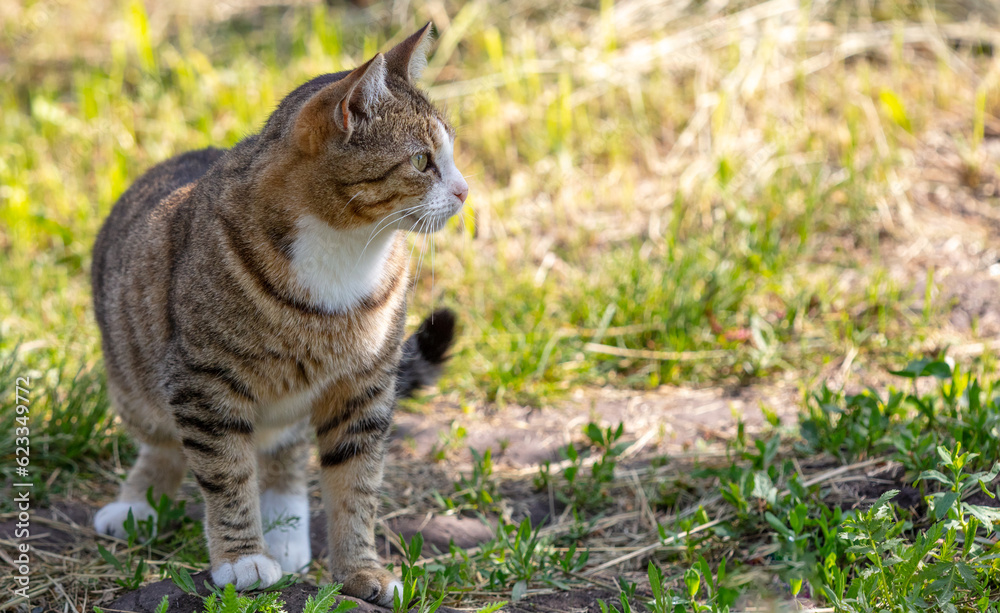 Portrait of a cat in green grass in nature