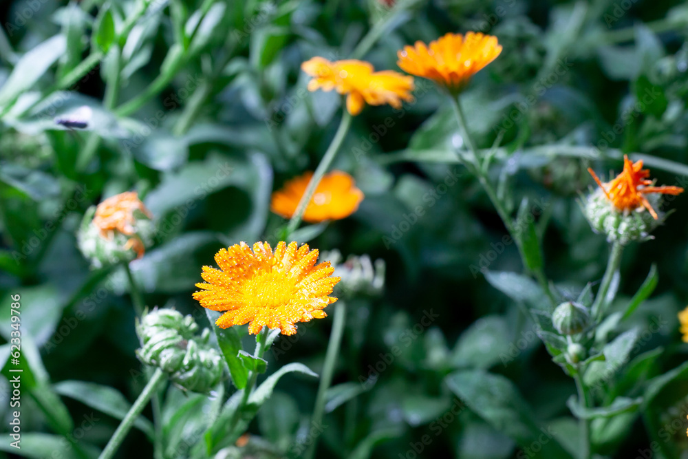 Calendula officinalis. Calendula flower with water drops on green nature summer background, selective focus. Calendula medicinal plant. Calendula officinalis. Calendula flower with water drops on green nature summer background, selective focus. Calendula medicinal plant.
