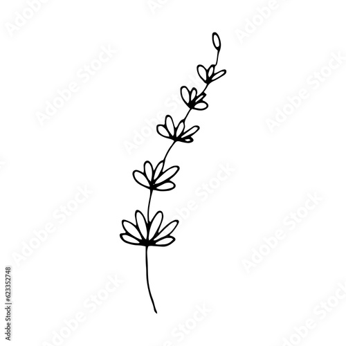 Fototapeta Naklejka Na Ścianę i Meble -  lavender floral illustration