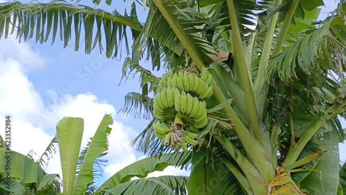 Wallpaper Mural Green bananas in the garden on the banana tree agriculture plantation in Mekong Delta Vietnam. Torontodigital.ca