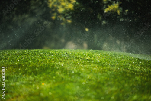 A green lawn is watered in summer
