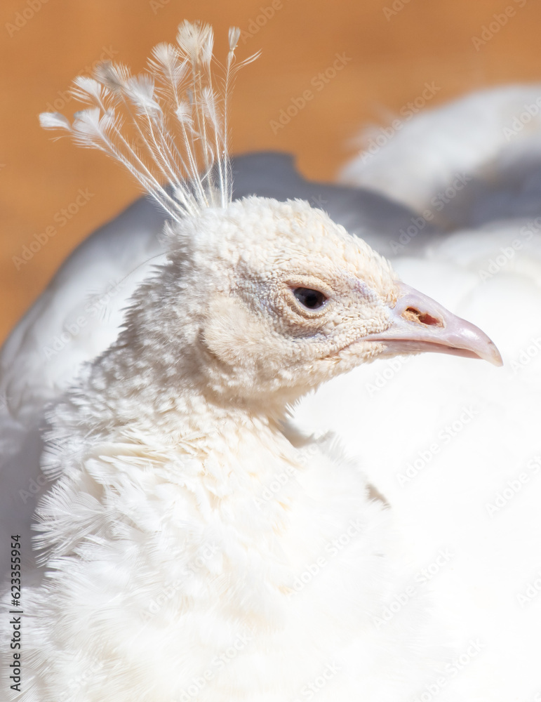 Portrait of a white peacock in nature. Close-up Portrait of a white peacock in nature. Close-up