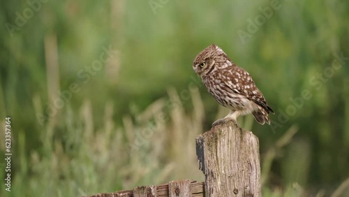 Little Owl jumping at wooden fence, Close-up photo