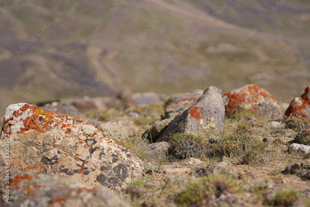Orange colour against the barren rock
Vibrant orange hues stand out boldly against the barren rock, creating a visually striking composition. Orange colour against the barren rock
Vibrant orange hues stand out boldly against the barren rock, creating a visually striking composition.