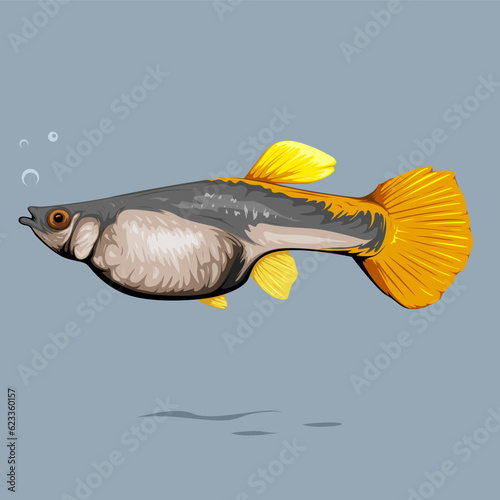Vector illustration of Female HB Yellow Guppy Fish with simple bubble in front of it isolated on blank background, suitable for your poster, logo, brochure, video motion, or many other.