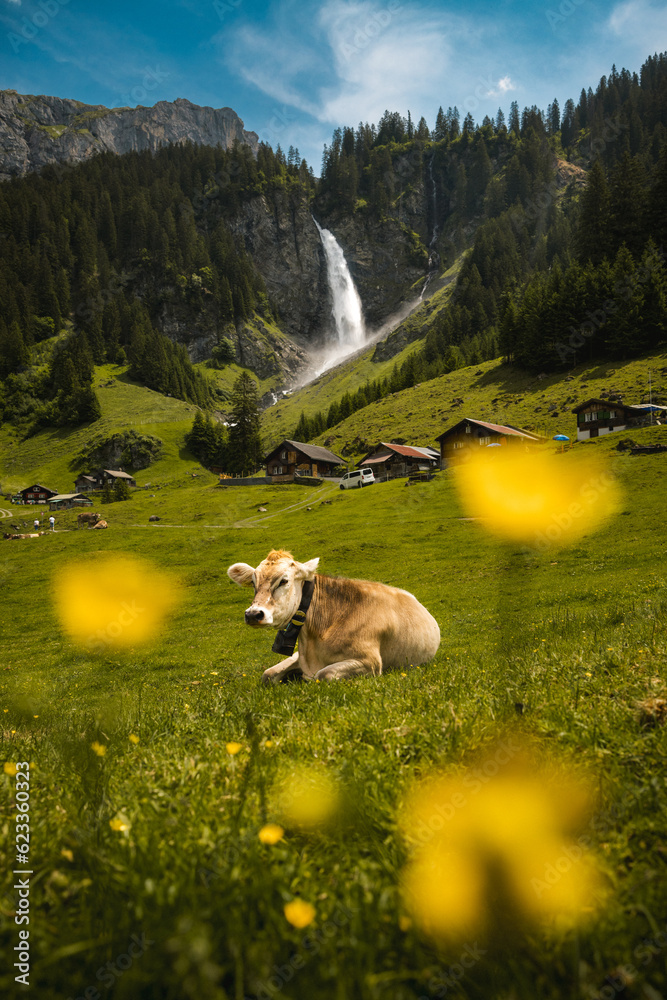 Obraz premium picture perfect switzerland. a cow in an alpine meadow in front of a waterfall in the alps