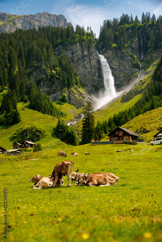 herd of swiss cows lying in an alpine meadow in summer with wild flowers in front of Stäuber Waterfall, Uri photo