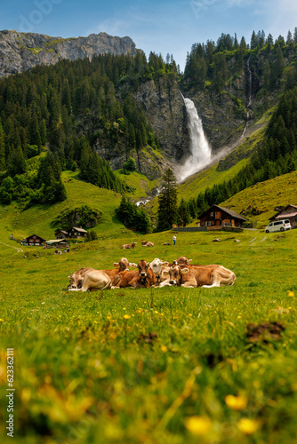 herd of swiss cows lying in an alpine meadow in summer with wild flowers in front of Stäuber Waterfall, Uri