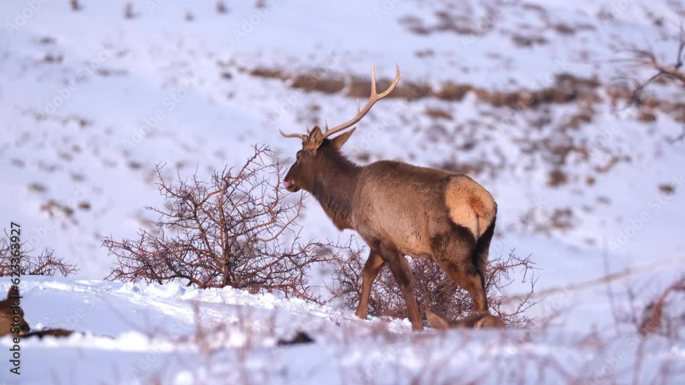 Deer in the mountains looking for food in the snow. Winter landscape with wild animals. The deer leaves in the snow in the village. Deer in the mountains looking for food in the snow. Winter landscape with wild animals. The deer leaves in the snow in the village.
