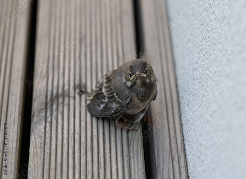 babybird photo