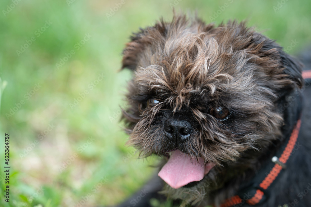 Hund liegt auf einer Wiese Hund liegt auf einer Wiese