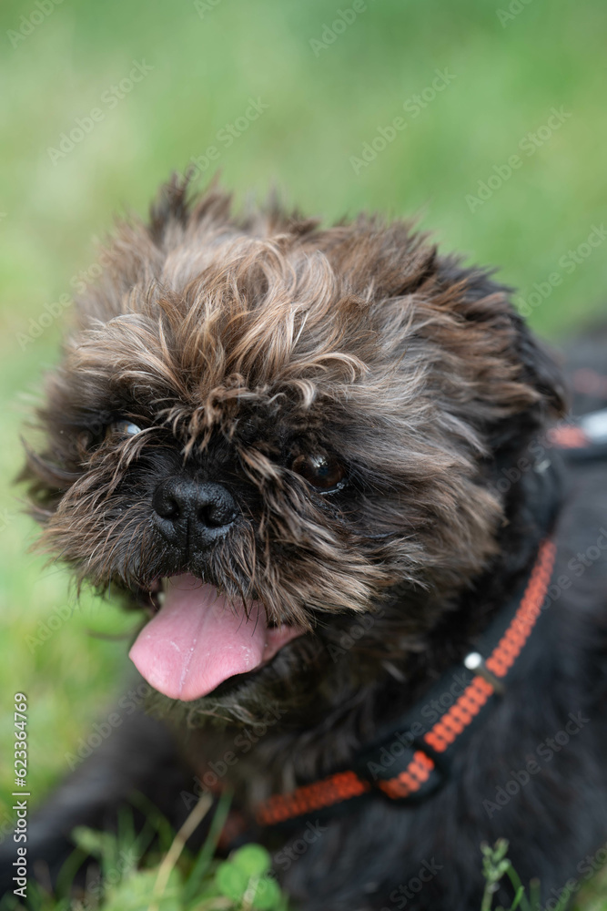 Hund liegt auf einer Wiese Hund liegt auf einer Wiese