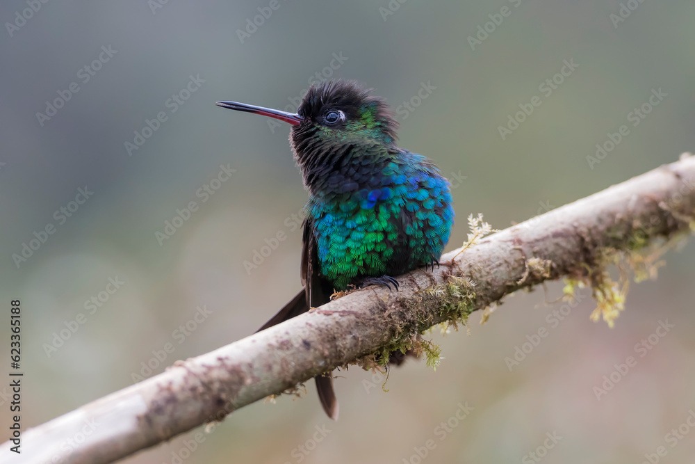 Blue and green hummingbird perched Blue and green hummingbird perched