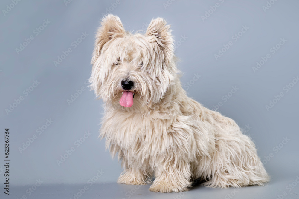 Dog requiring care express molting breed west highland terrier on gray studio background