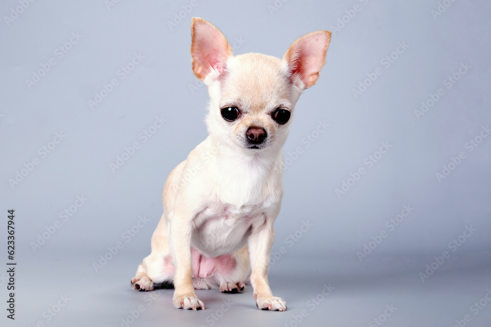 Chihuahua dog after express molting on a gray background