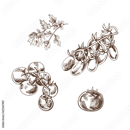 Organic food. Hand drawn retro style vector sketch of tomatoes, cherry tomatoes and parsley. Doodle vintage illustration. Engraved image.